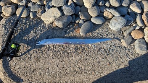 タチウオの釣果