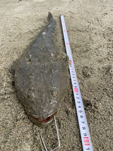 コチの釣果