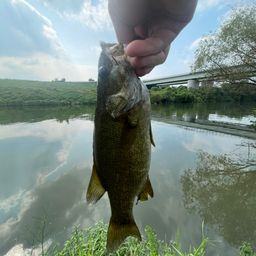 スモールマウスバス