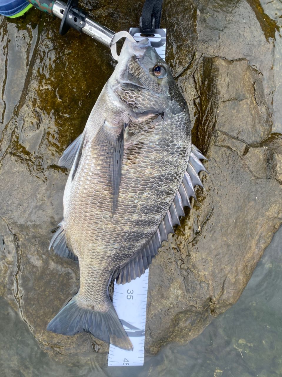 DAIWA 24スティーズ SV TW 100 100XHLの最安値・インプレ・釣果