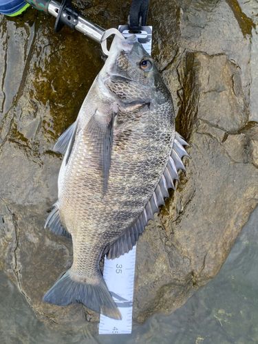 チヌの釣果