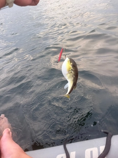 シロサバフグの釣果