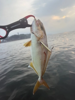 ショゴの釣果