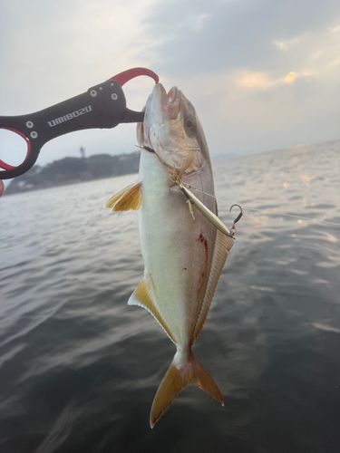 ショゴの釣果