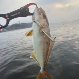 ショゴ