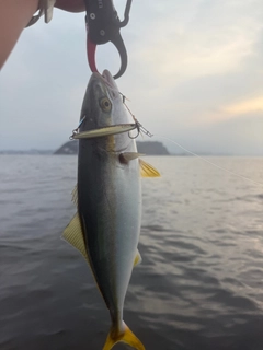 イナダの釣果