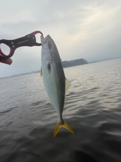 イナダの釣果