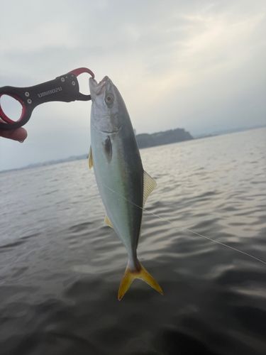 イナダの釣果
