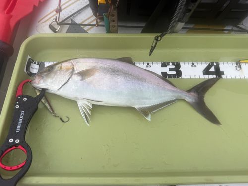 ショゴの釣果