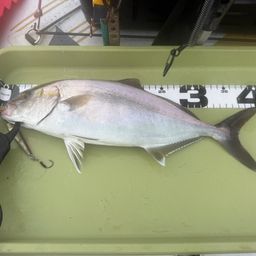 ショゴ