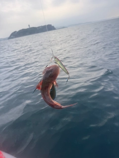 ホウボウの釣果