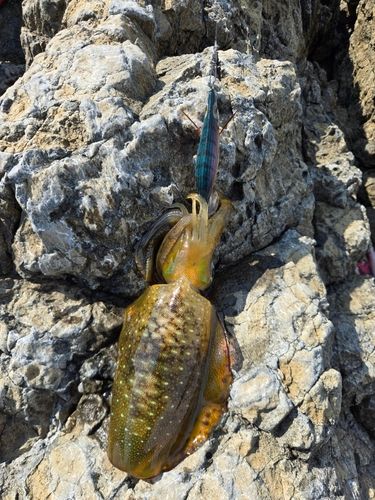 アオリイカの釣果