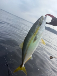 イナダの釣果