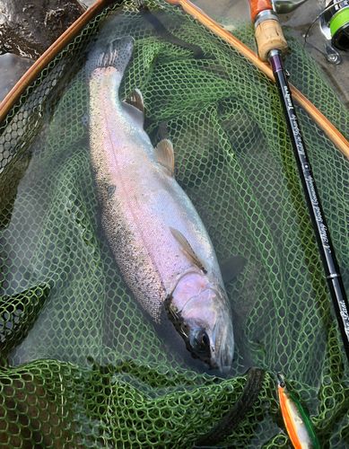 ニジマスの釣果