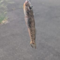 マハゼ