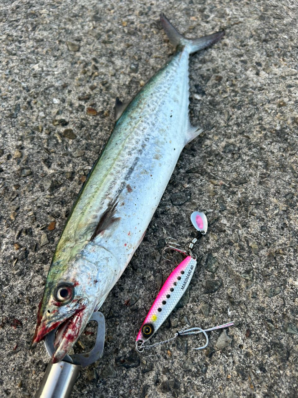 SHIMANO 19ヴァンキッシュ C5000XGの最安値・インプレ・釣果