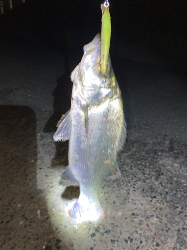 セイゴ（ヒラスズキ）の釣果