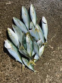 ツバイソの釣果