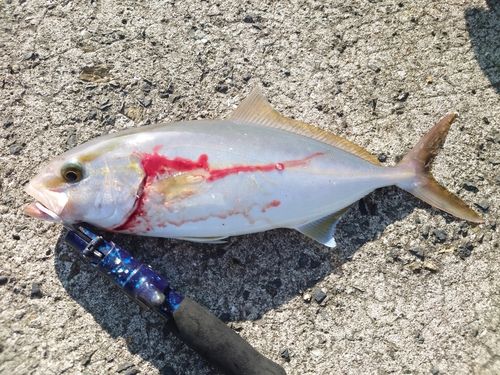 ネリゴの釣果