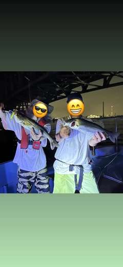 シーバスの釣果
