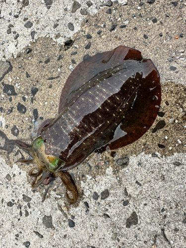 アオリイカの釣果