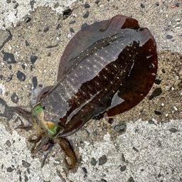 アオリイカ