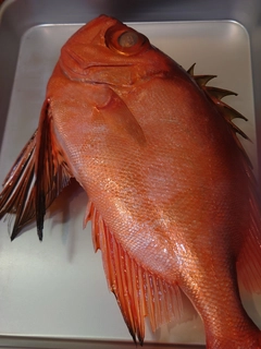 チカメキントキの釣果