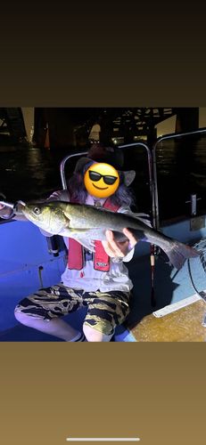 シーバスの釣果