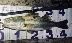 シーバスの釣果