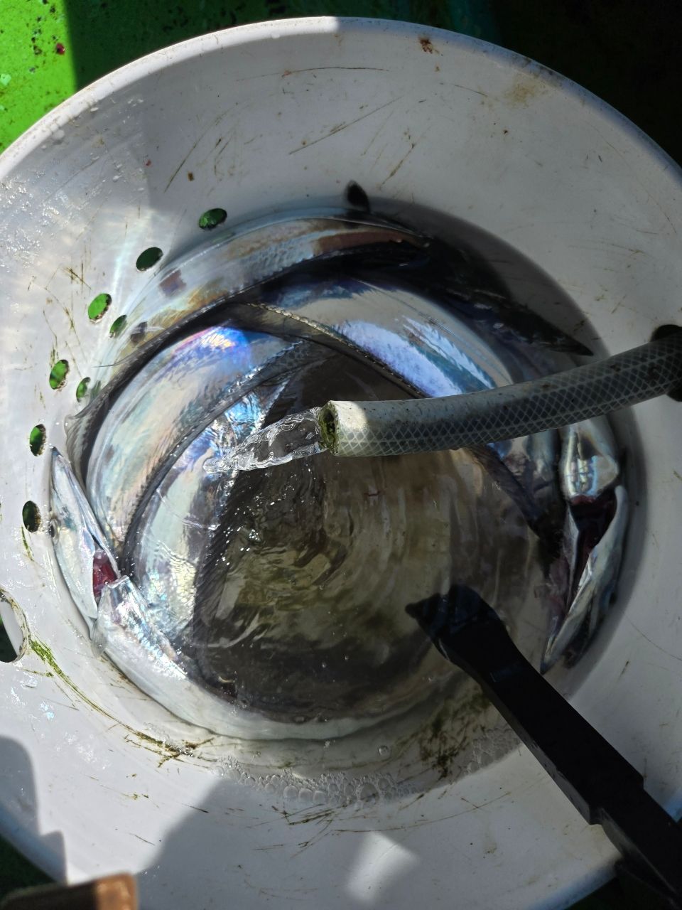 うぇるさんの釣果 3枚目の画像