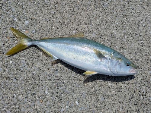 ヤズの釣果