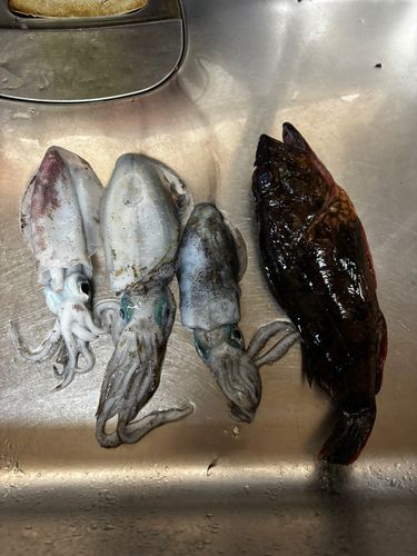 音海周辺