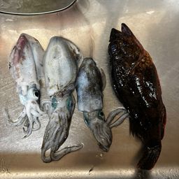 アオリイカ