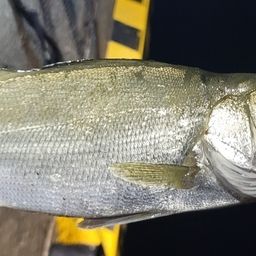 セイゴ（ヒラスズキ）