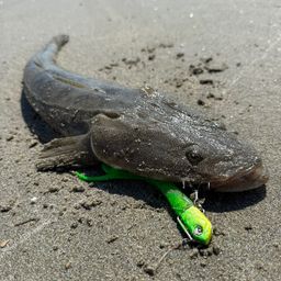 マゴチ