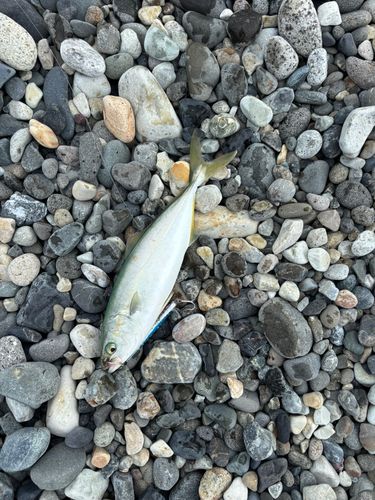 ワカシの釣果
