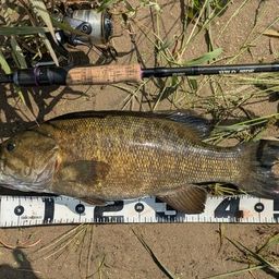 スモールマウスバス