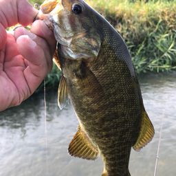 スモールマウスバス