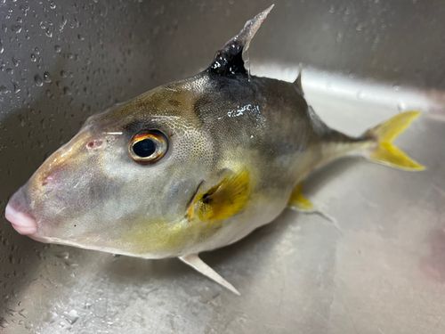 キスの釣果