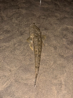 マゴチの釣果