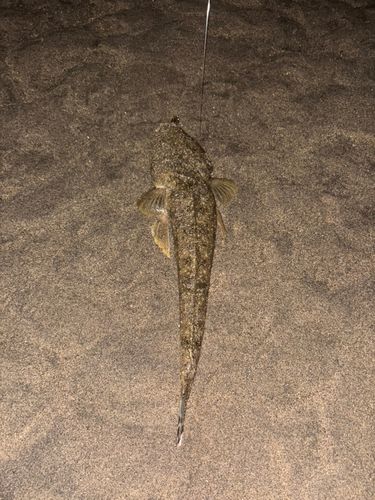 マゴチの釣果