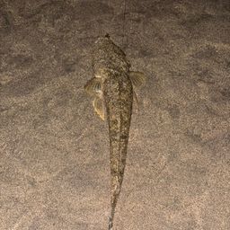 マゴチ
