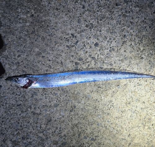 タチウオの釣果