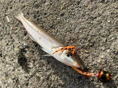 キスの釣果