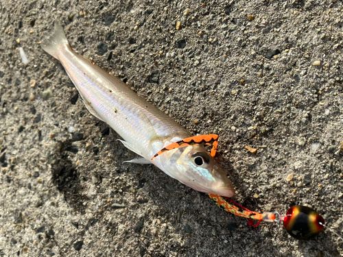 キスの釣果