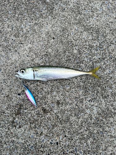 サバの釣果