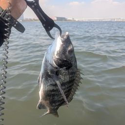 マゴチ