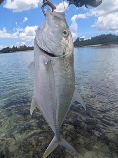 オニヒラアジの釣果