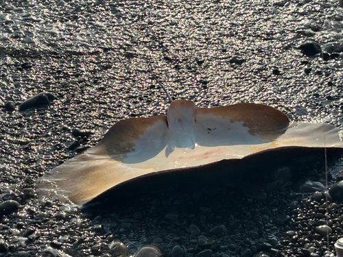 ツバクロエイの釣果