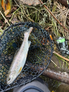 ヤマメの釣果